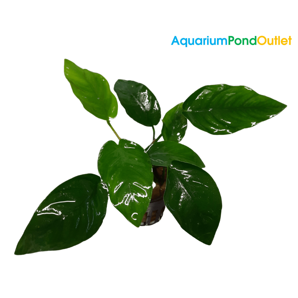 Anubias Barteri Nana Live Plant Bunched - Real Aquatics