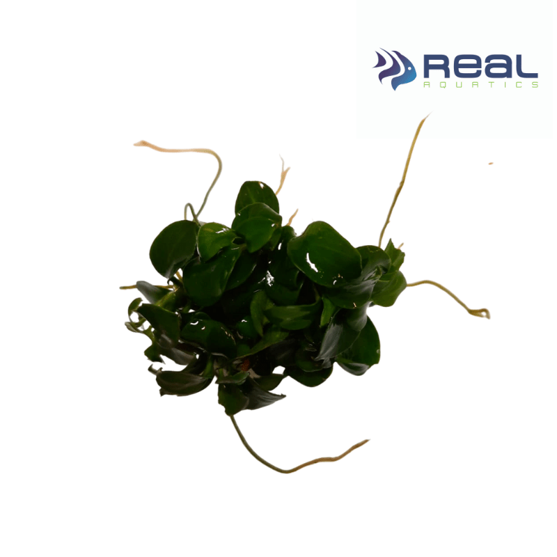 Anubias Bonsai Live Plant Bunched - Real Aquatics