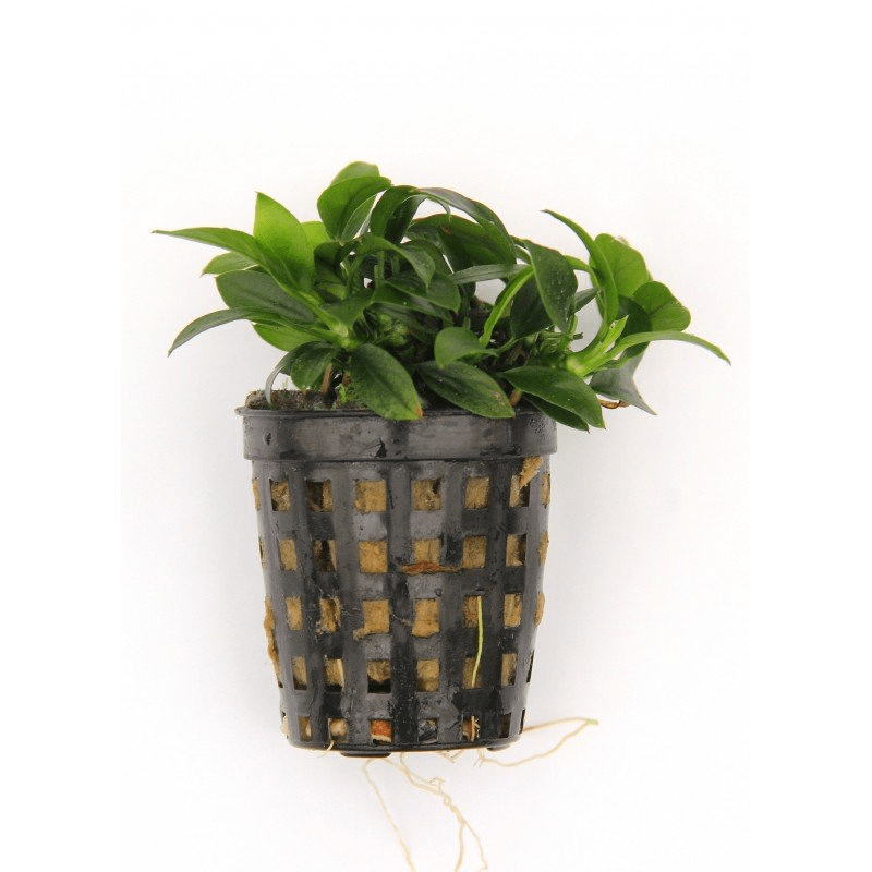 Anubias Bonsai Live Tropical Plant Potted - Real Aquatics