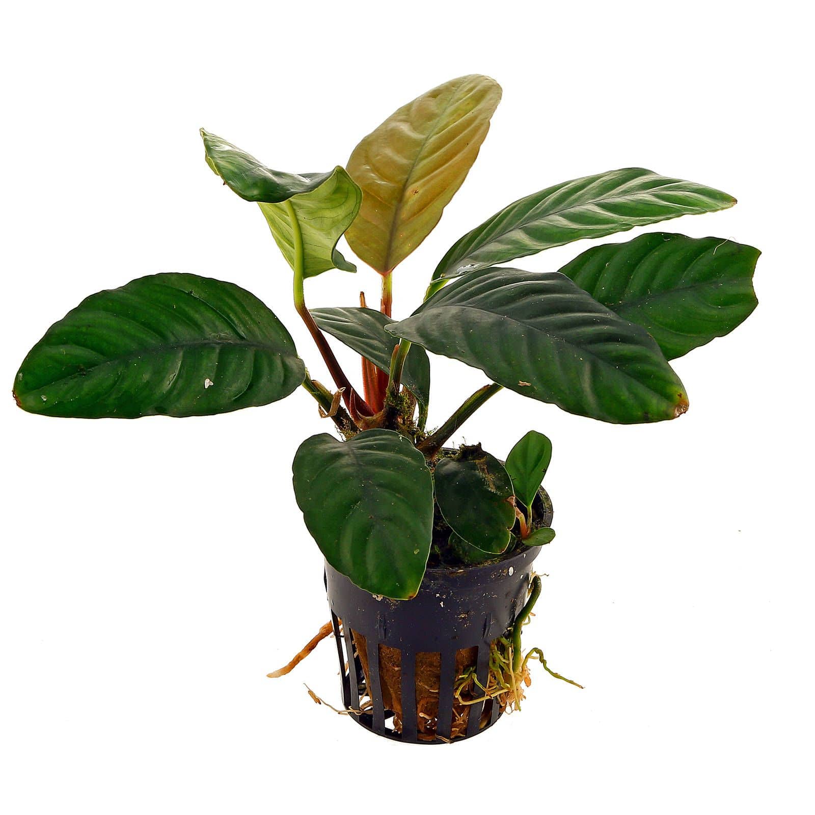 Anubias Caffeefolia Live Tropical Plant Potted - Real Aquatics