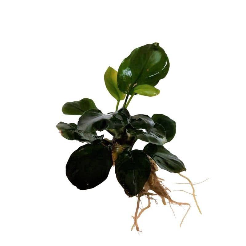 Anubias Gold Coin Live Plant Bunched - Real Aquatics