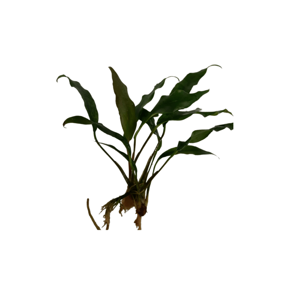 Anubias Minima Live Plant Bunched - Real Aquatics