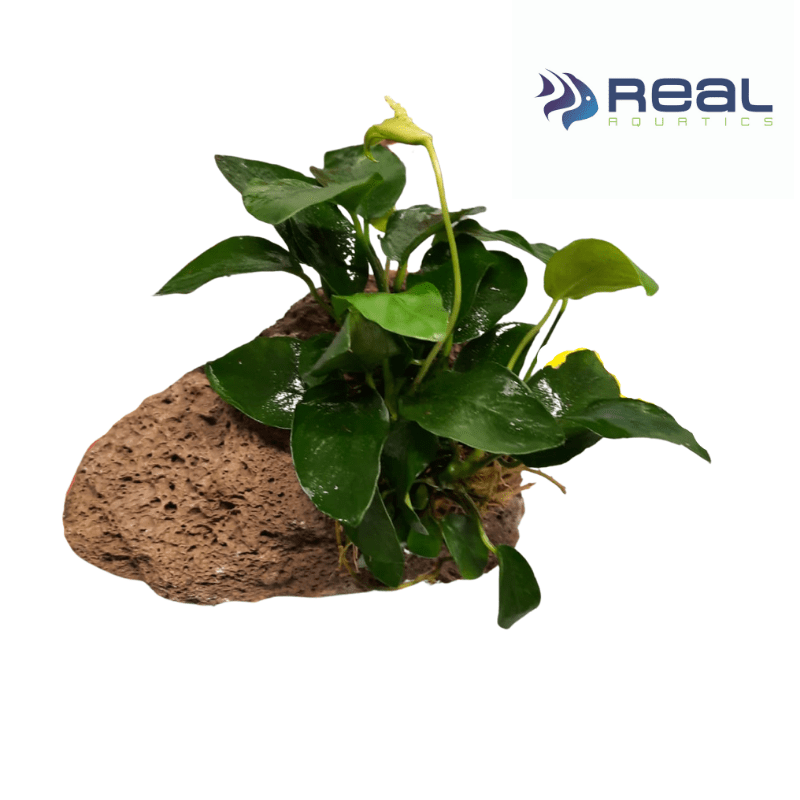 Anubias on Lava Rock Live Tropical Plant Single - Real Aquatics