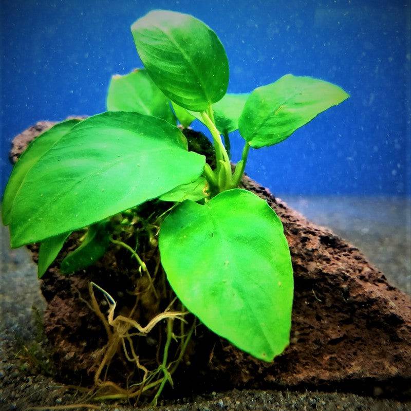 Anubias on Lava Rock Live Tropical Plant Single - Real Aquatics