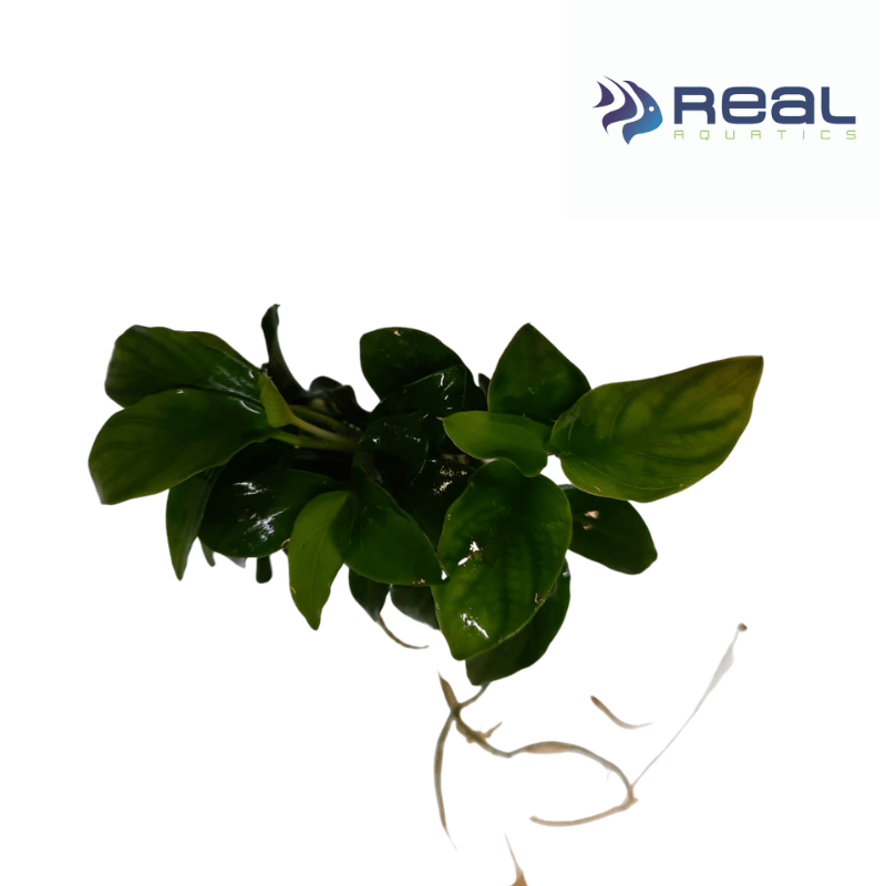 Anubias Petite Live Plant Bunched - Real Aquatics