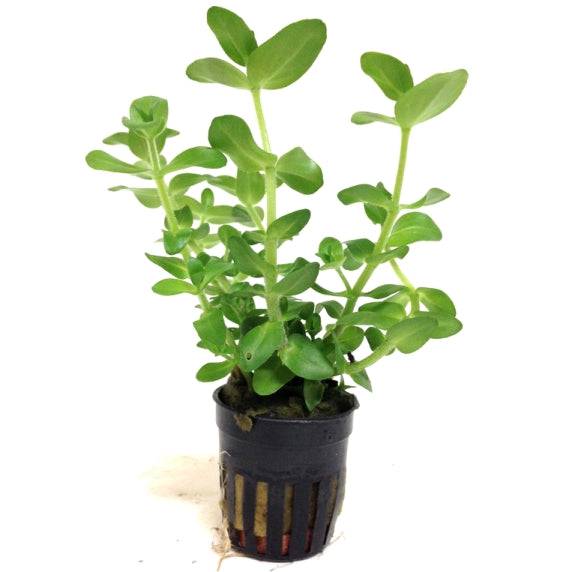 Bacopa Amplexicaulis Caroliniana Live Tropical Plant Potted - Real Aquatics