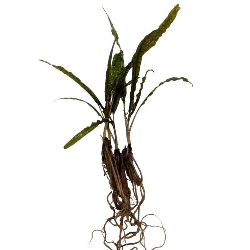 Cryptocoryne Balansae Live Plant Bunched - Real Aquatics