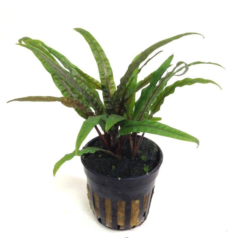 Cryptocoryne Balansae Live Tropical Plant Potted - Real Aquatics