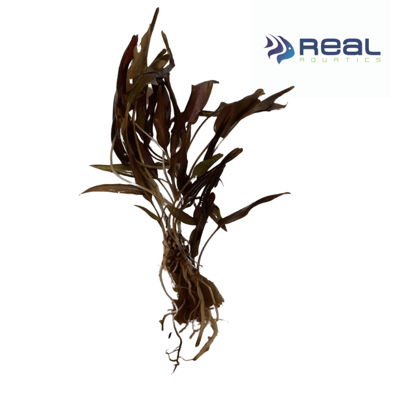 Cryptocoryne Beckettii Live Plant Bunched - Real Aquatics