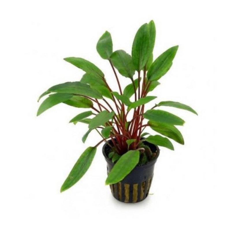 Cryptocoryne Beckettii Live Tropical Plant Potted - Real Aquatics