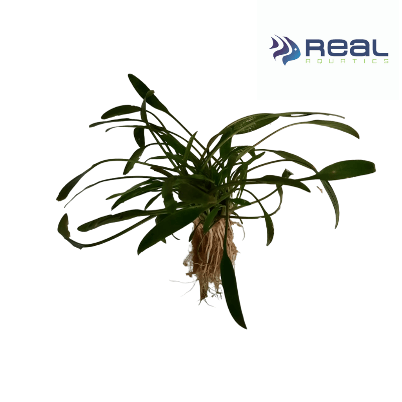 Cryptocoryne Lucens Live Plant Bunched - Real Aquatics