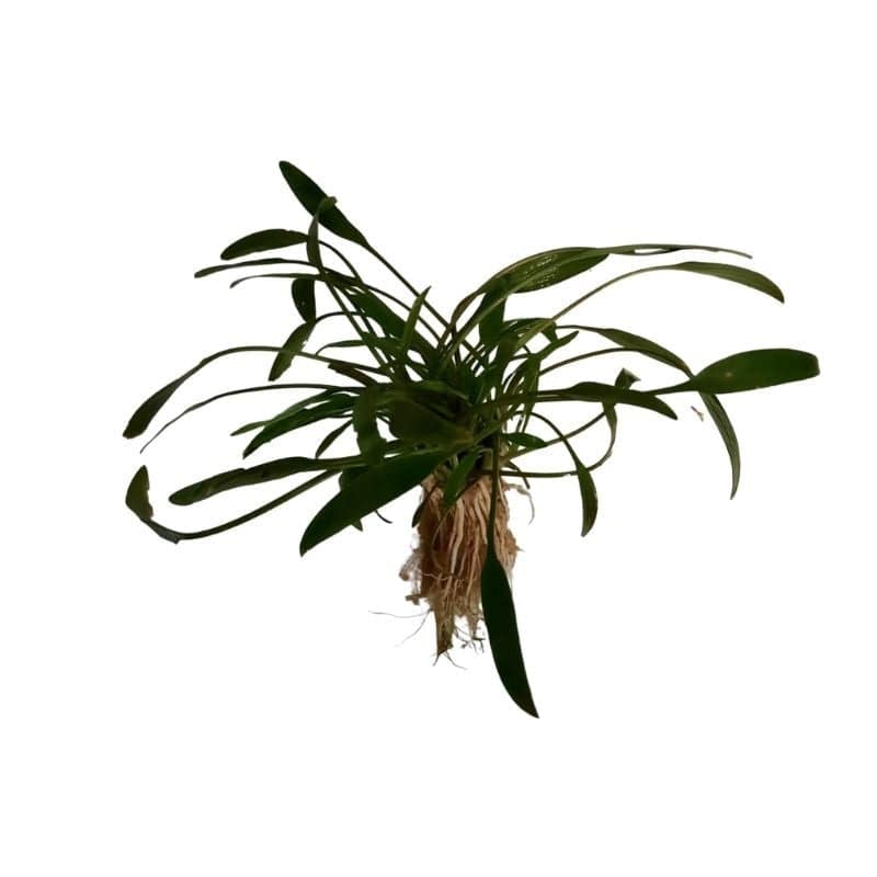 Cryptocoryne Lucens Live Plant Bunched - Real Aquatics