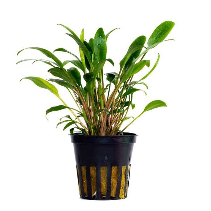 Cryptocoryne Lucens Live Tropical Plant Potted - Real Aquatics