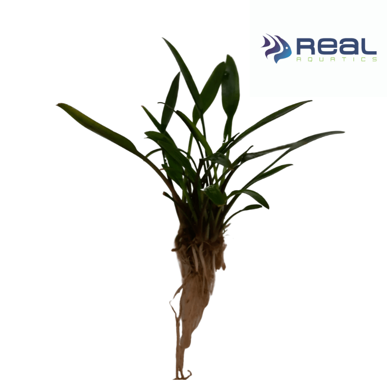 Cryptocoryne Nevellii Live Plant Bunched - Real Aquatics