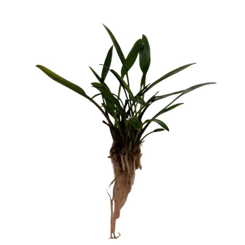 Cryptocoryne Nevellii Live Plant Bunched - Real Aquatics