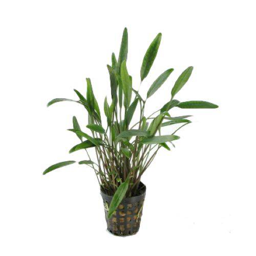 Cryptocoryne Parva Live Tropical Plant Potted - Real Aquatics