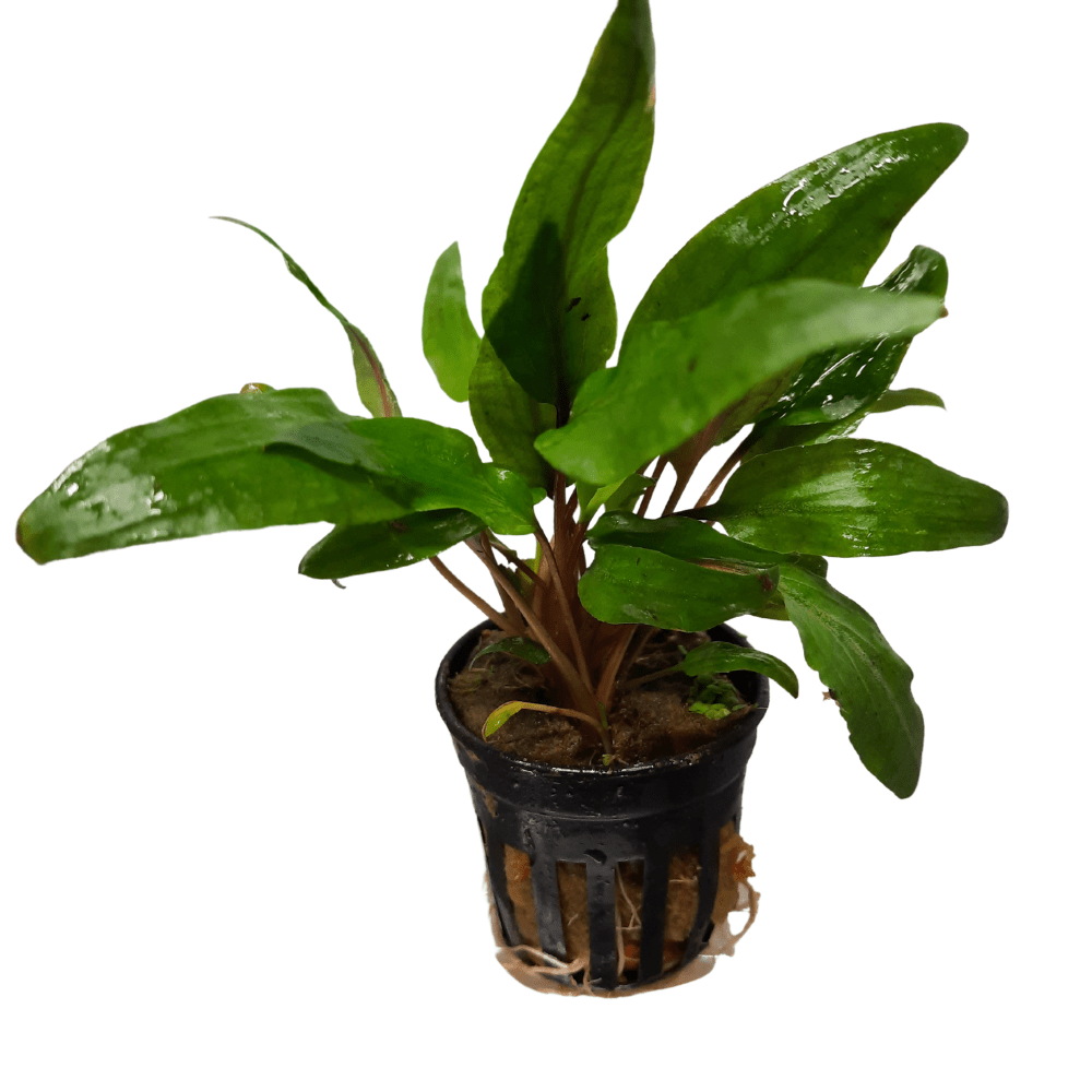 Cryptocoryne Undulata Live Plant Potted - Real Aquatics