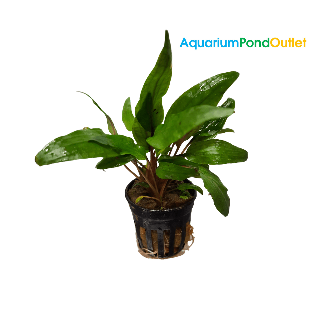 Cryptocoryne Undulata Live Plant Potted - Real Aquatics