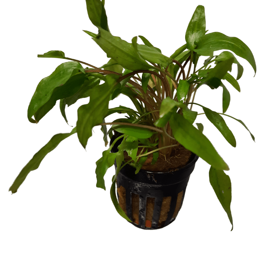 Cryptocoryne Wendtii 'Green' Live Plant Potted - Real Aquatics