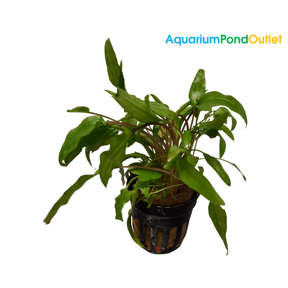 Cryptocoryne Wendtii 'Green' Live Plant Potted - Real Aquatics