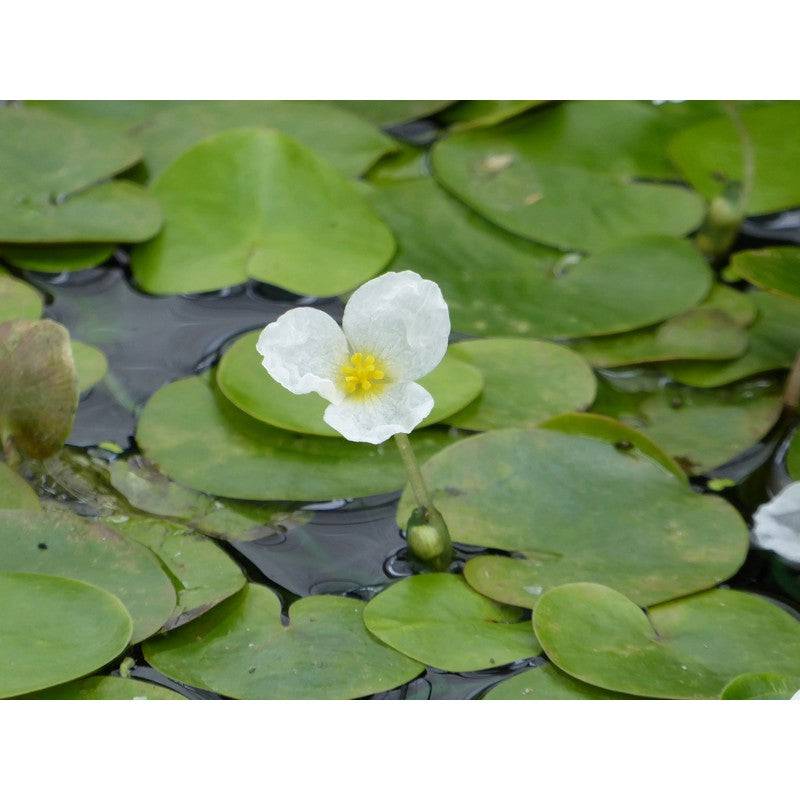 Frogbit Hydrocharis Morsus Ranae Live Plant - Real Aquatics