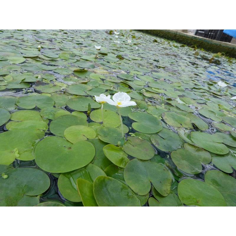 Frogbit Hydrocharis Morsus Ranae Live Plant - Real Aquatics