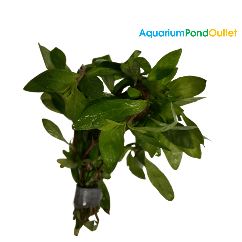 Hygrophila Polysperma Live Plant Bunched - Real Aquatics