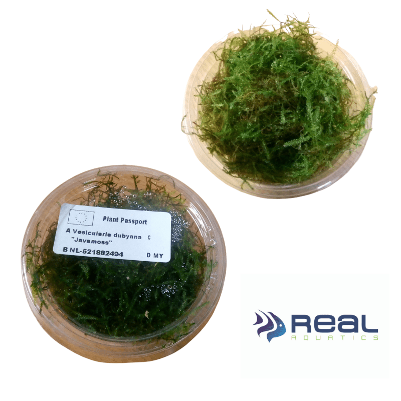 Java Moss - Real Aquatics