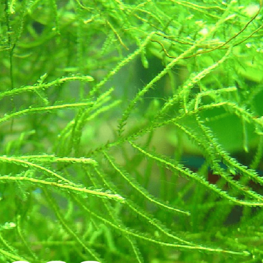 Java Moss - Real Aquatics