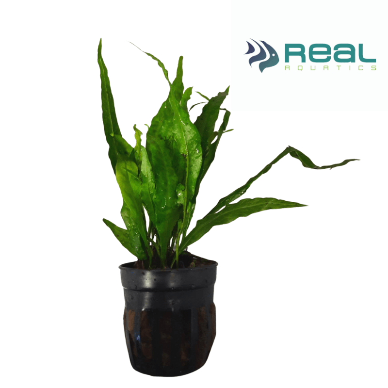 Microsorum Minor Narrow Leaves Live Plant Potted - Real Aquatics