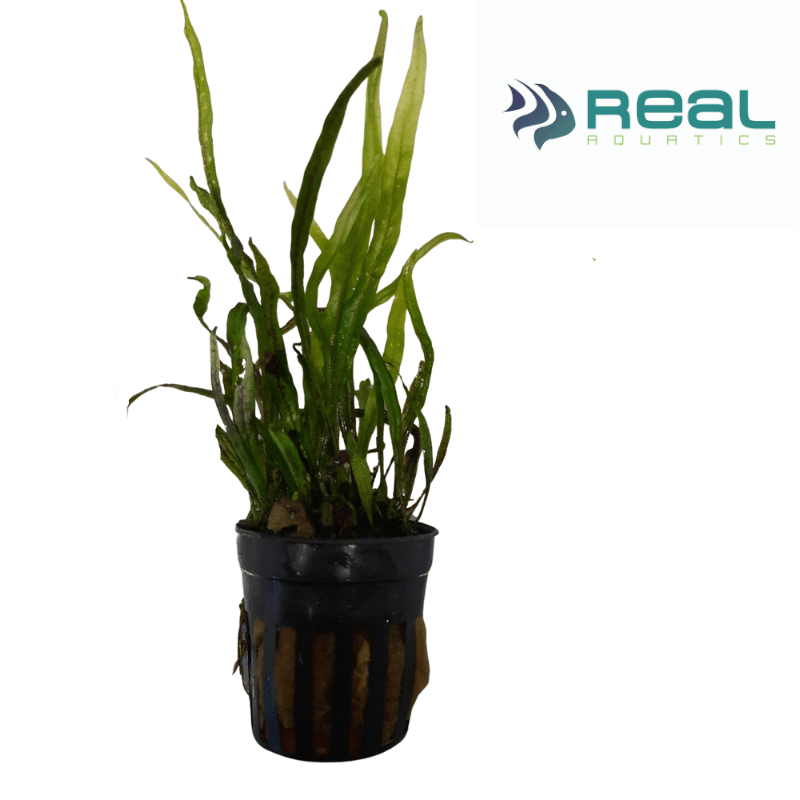 Microsorum Pteropus Trident Live Plant Potted - Real Aquatics