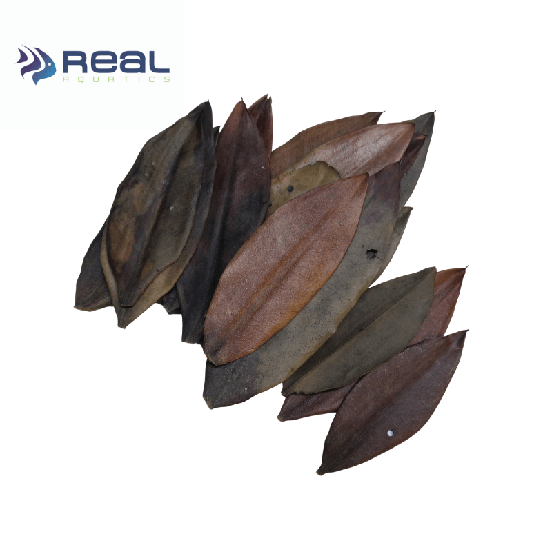 Natural Mangrove Leaves x20 - Real Aquatics