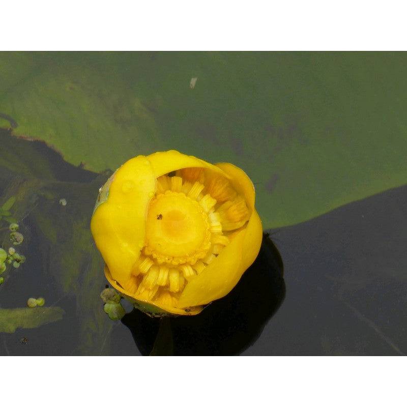 Nuphar Lutea Live Plant - Real Aquatics