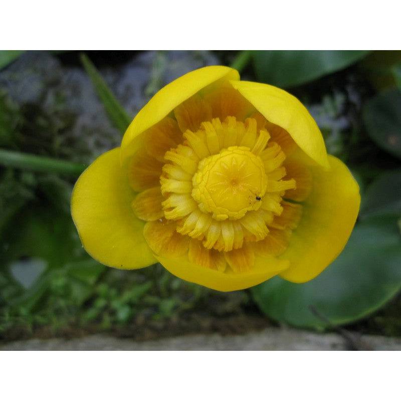 Nuphar Lutea Live Plant - Real Aquatics