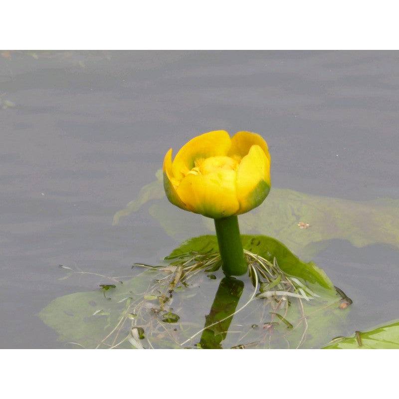 Nuphar Lutea Live Plant - Real Aquatics