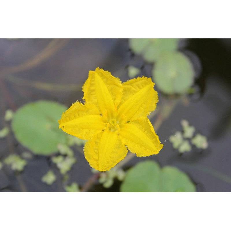 Nymphoides Peltata Live Plant - Real Aquatics