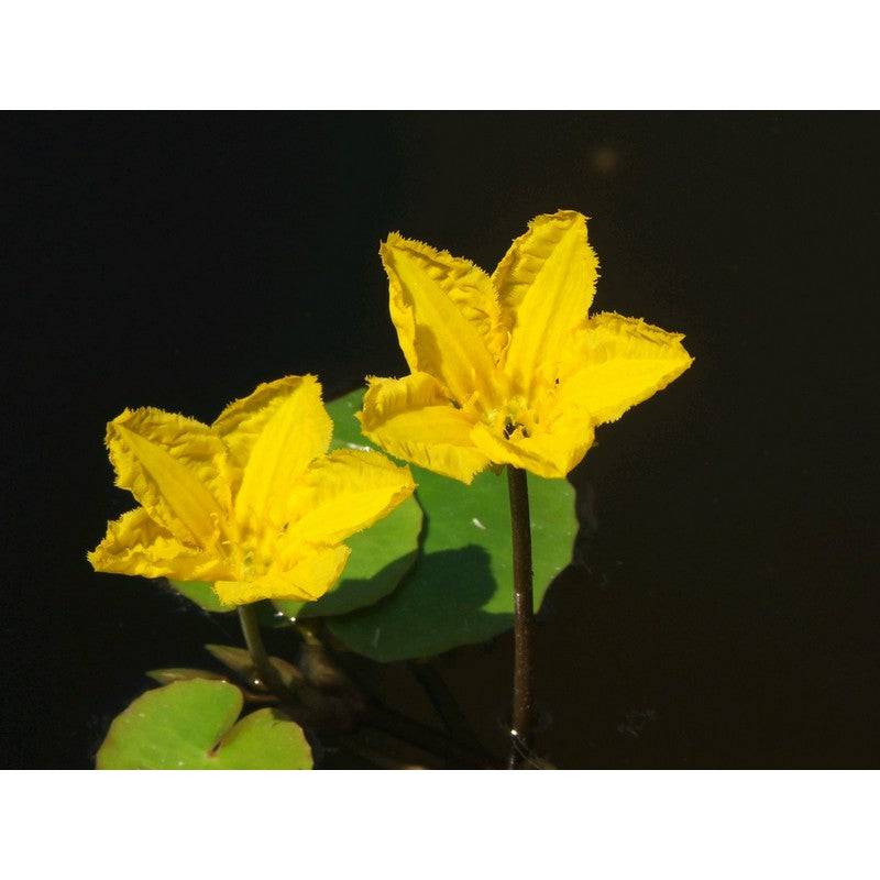 Nymphoides Peltata Live Plant - Real Aquatics