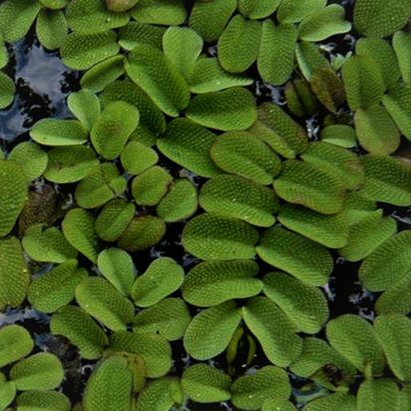 Salvinia Natans Live Floating Plant 10g - Real Aquatics