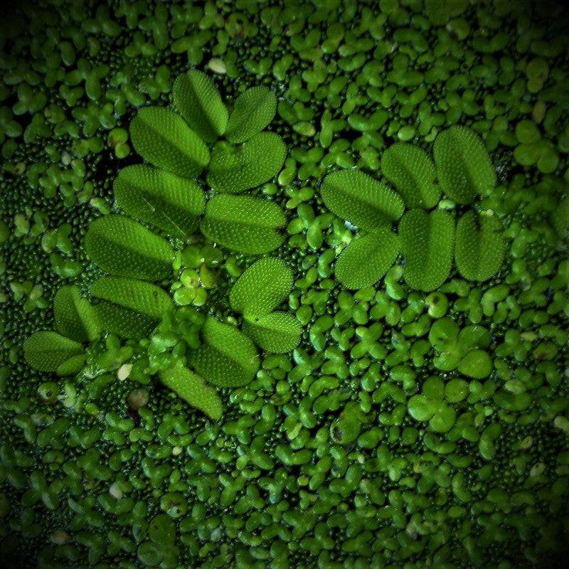 Salvinia Natans Live Floating Plant 10g - Real Aquatics