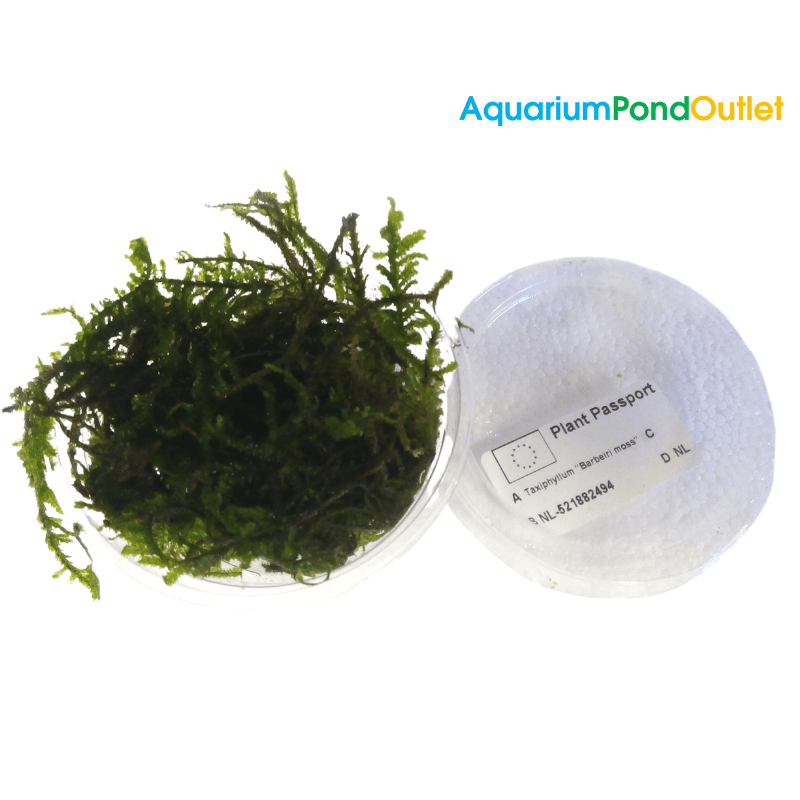 Taxiphyllum Barbeiri Moss - Real Aquatics