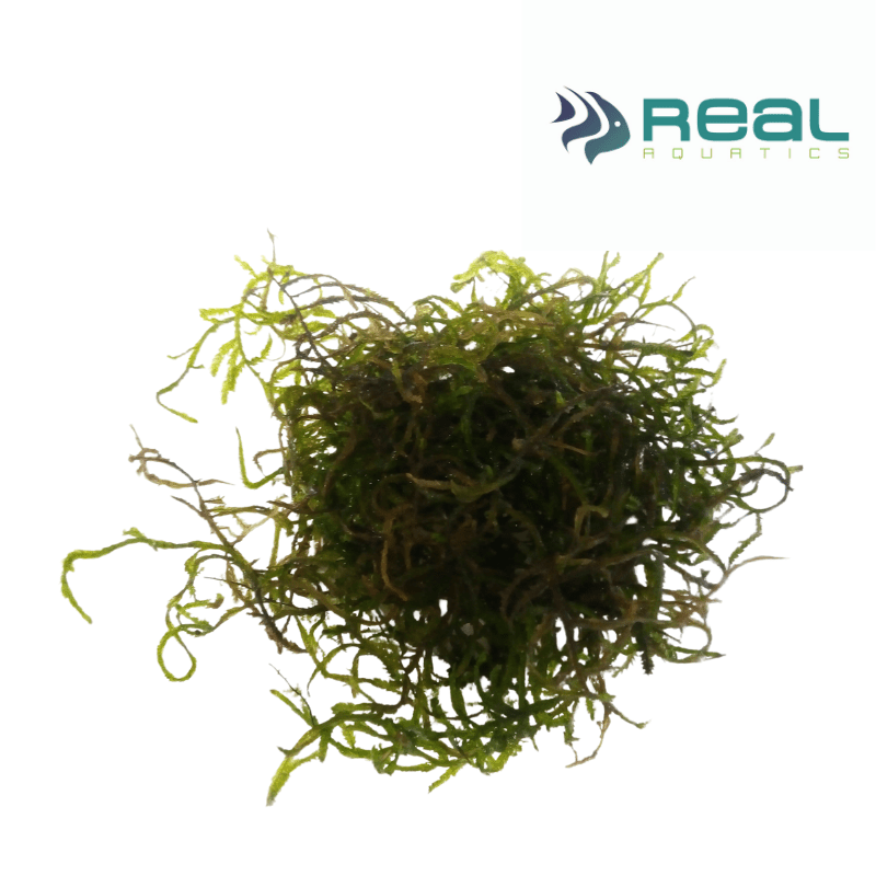 Taxiphyllum Flame Moss - Real Aquatics