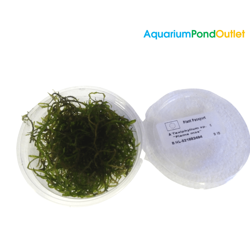 Taxiphyllum Flame Moss - Real Aquatics