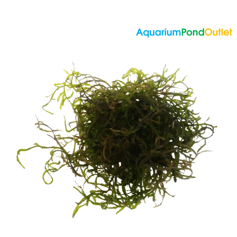 Taxiphyllum Flame Moss - Real Aquatics