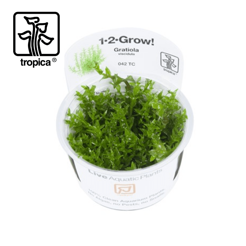 Tropica In-Vitro 1-2-Grow! Gratiola Viscidula - Real Aquatics