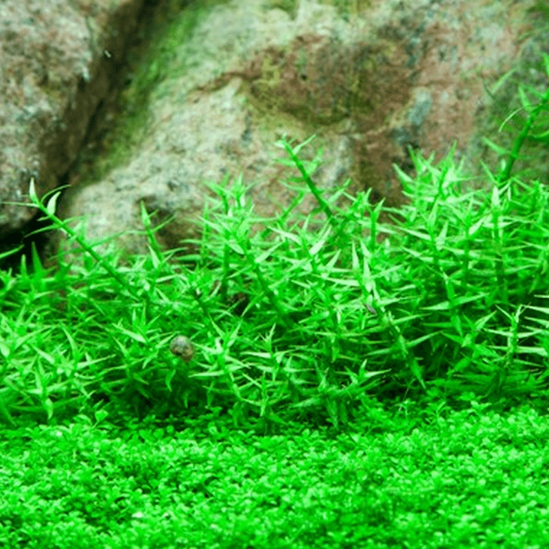 Tropica In-Vitro 1-2-Grow! Gratiola Viscidula - Real Aquatics