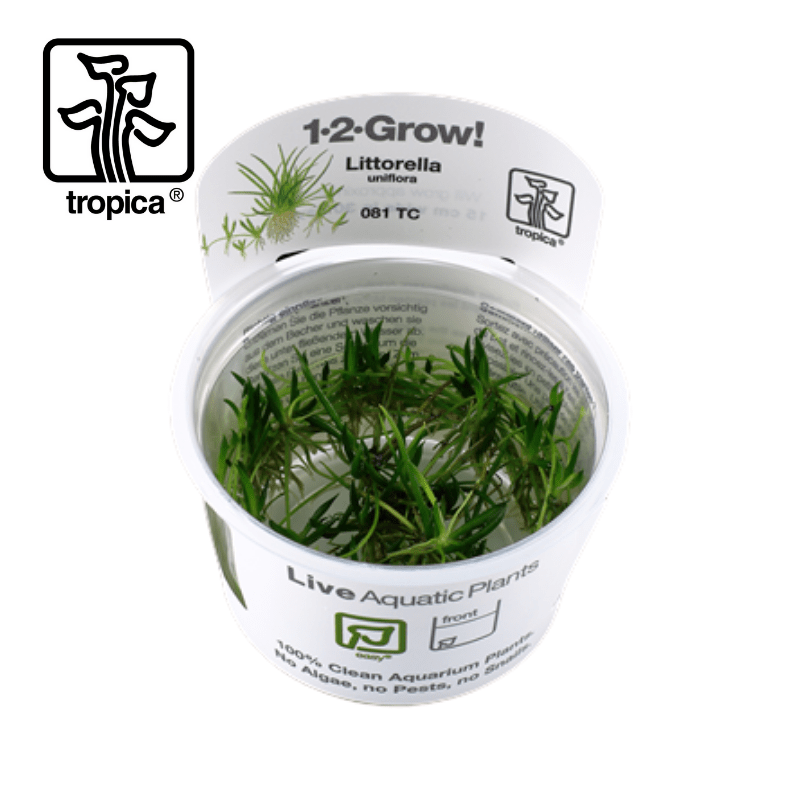 Tropica In-Vitro 1-2-Grow! Littorella Uniflora - Real Aquatics