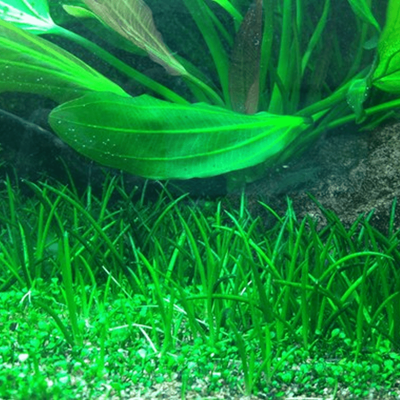 Tropica In-Vitro 1-2-Grow! Littorella Uniflora - Real Aquatics