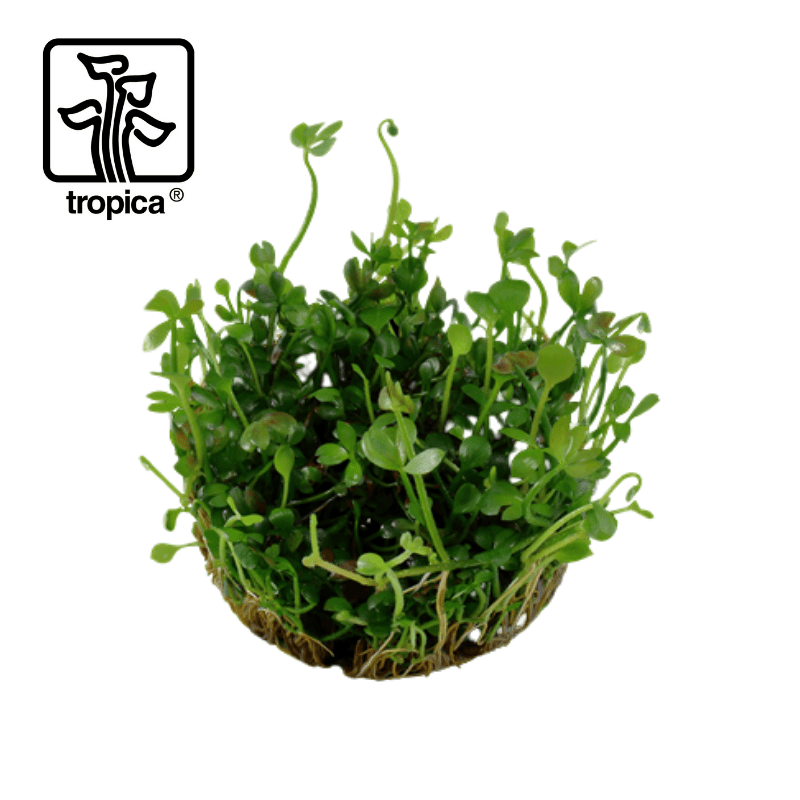 Tropica In-Vitro 1-2-Grow! Marsilea Hirsuta - Real Aquatics