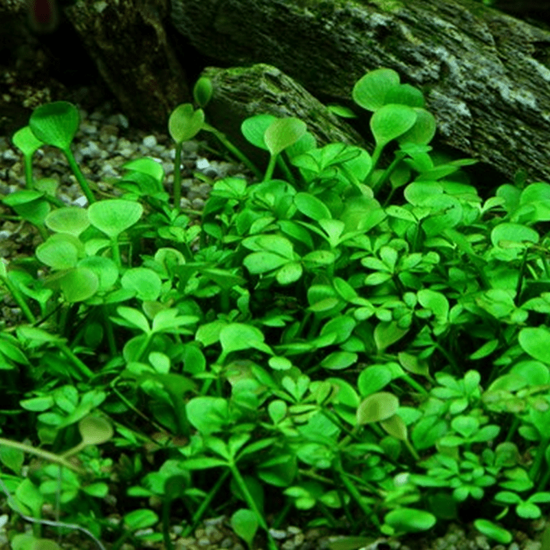 Tropica In-Vitro 1-2-Grow! Marsilea Hirsuta - Real Aquatics