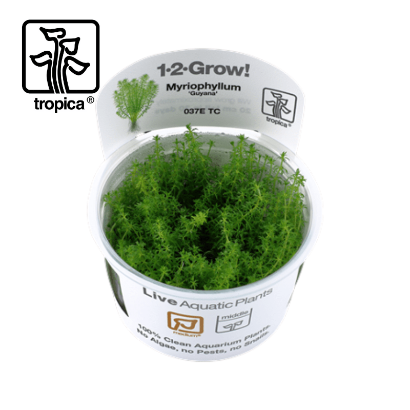 Tropica In-Vitro 1-2-Grow! Myriophyllum 'Guyana' - Real Aquatics